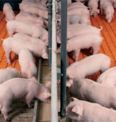 Lechones con usando sistema de alimentación líquida. Foto cortesía de Big Dutchman.